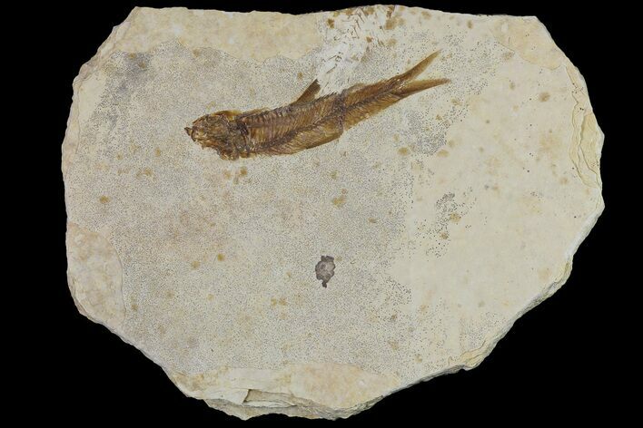 Fossil Fish (Knightia) With Floating Frame Case #181696